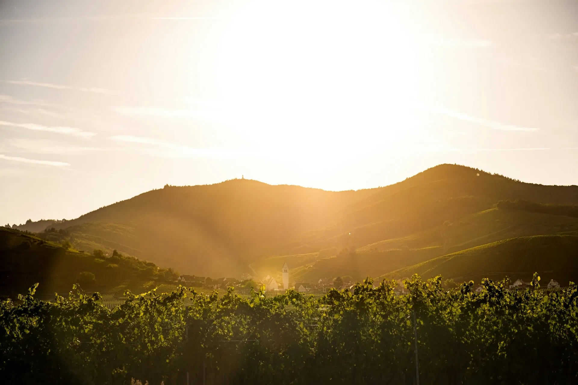 Sunset over vineyard and hills