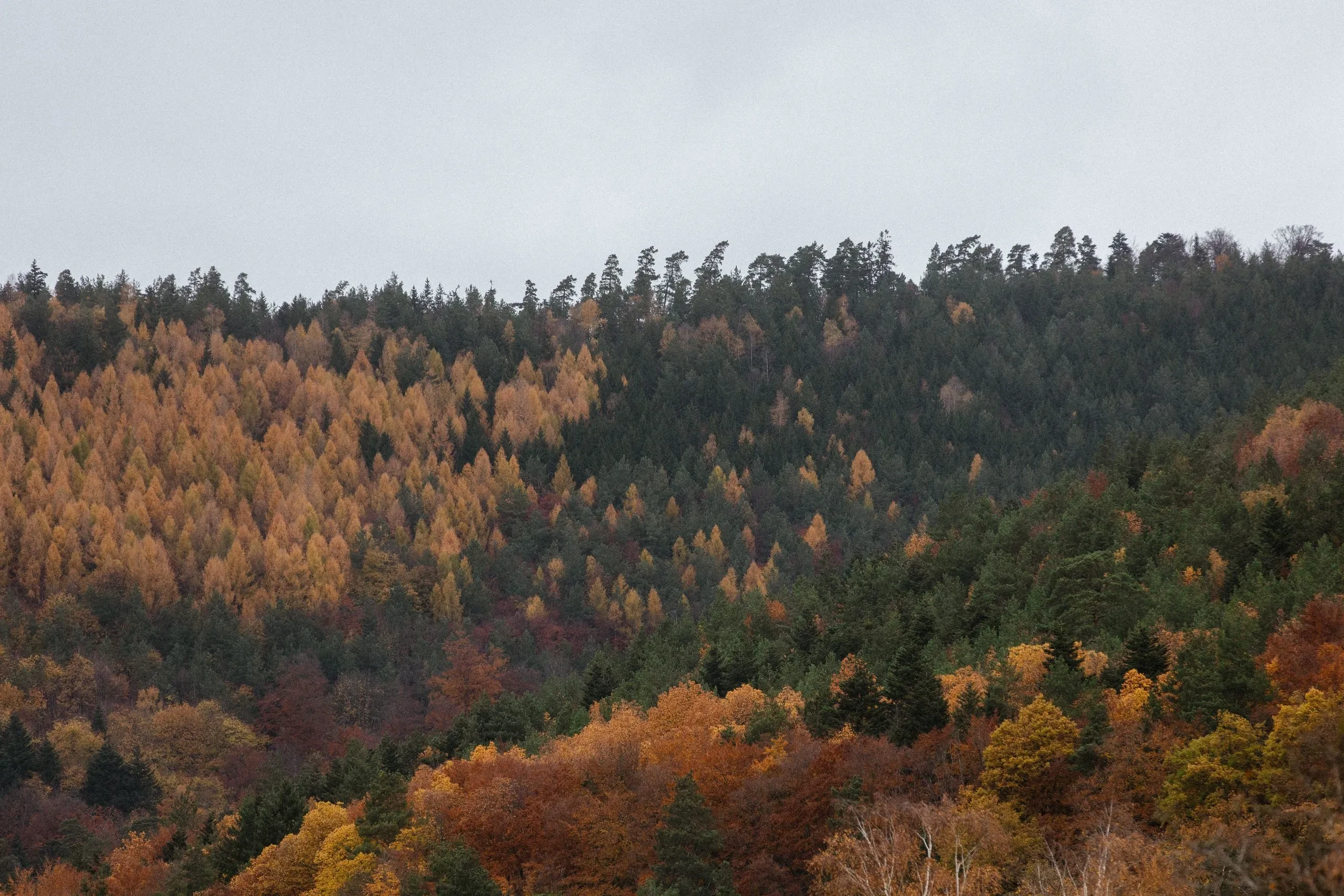Autumn forest with colorful foliage
