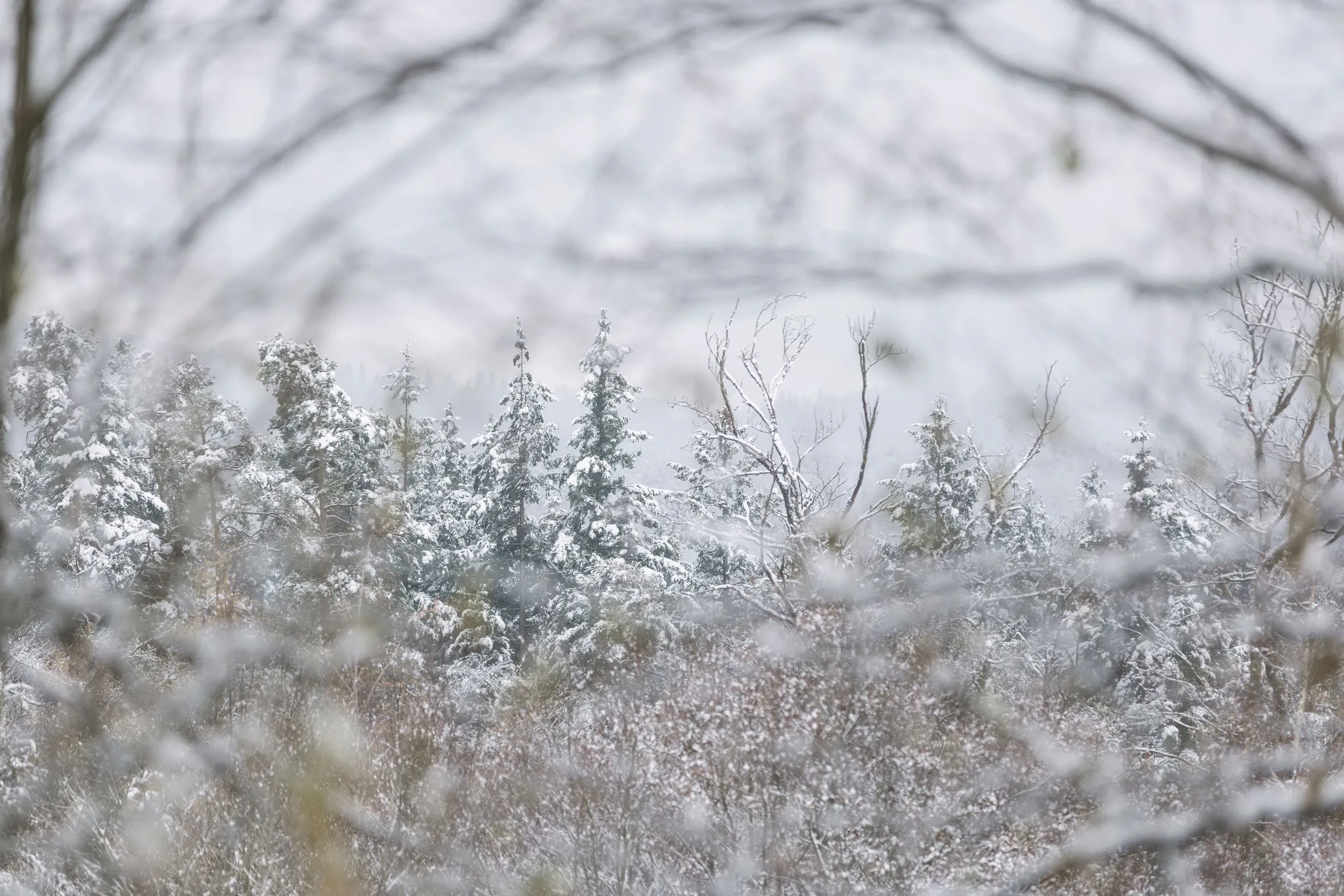 Snow-covered trees in a winter forest