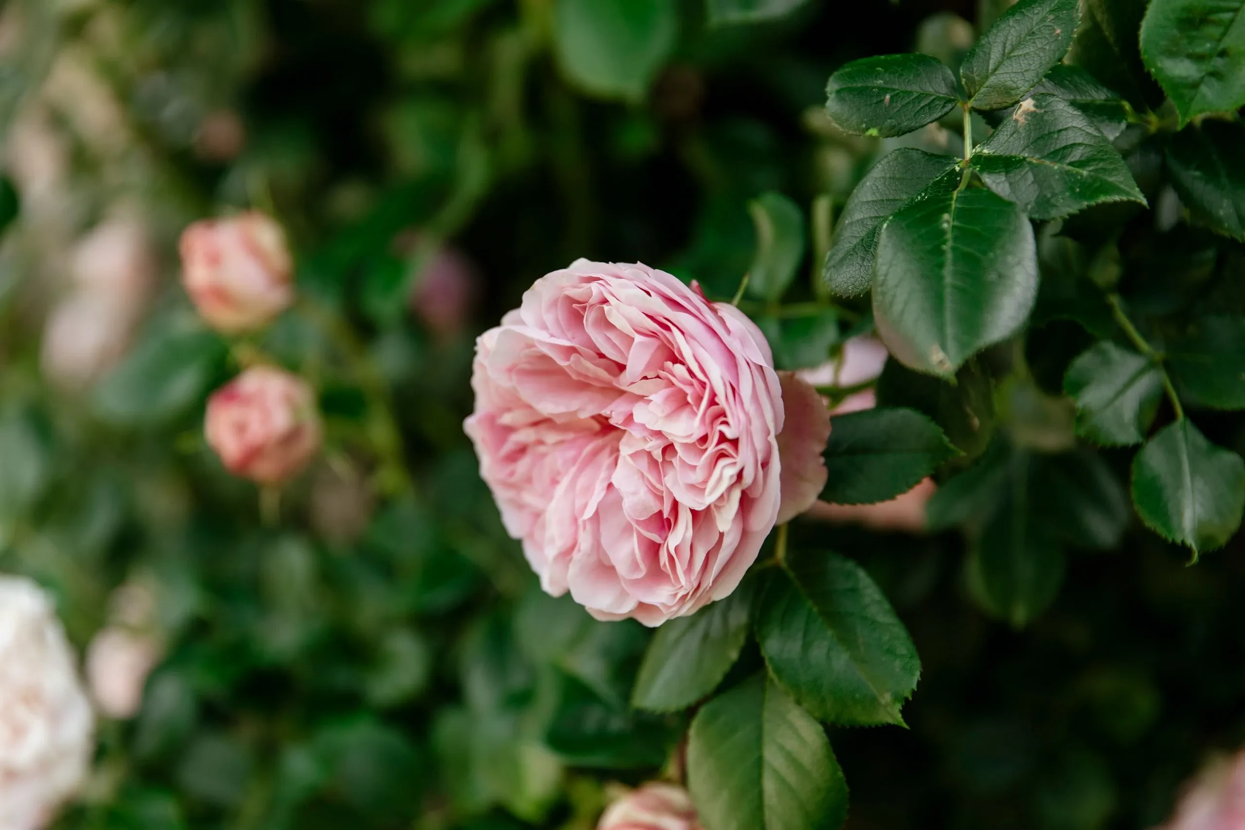 Pink rose surrounded by green leaves