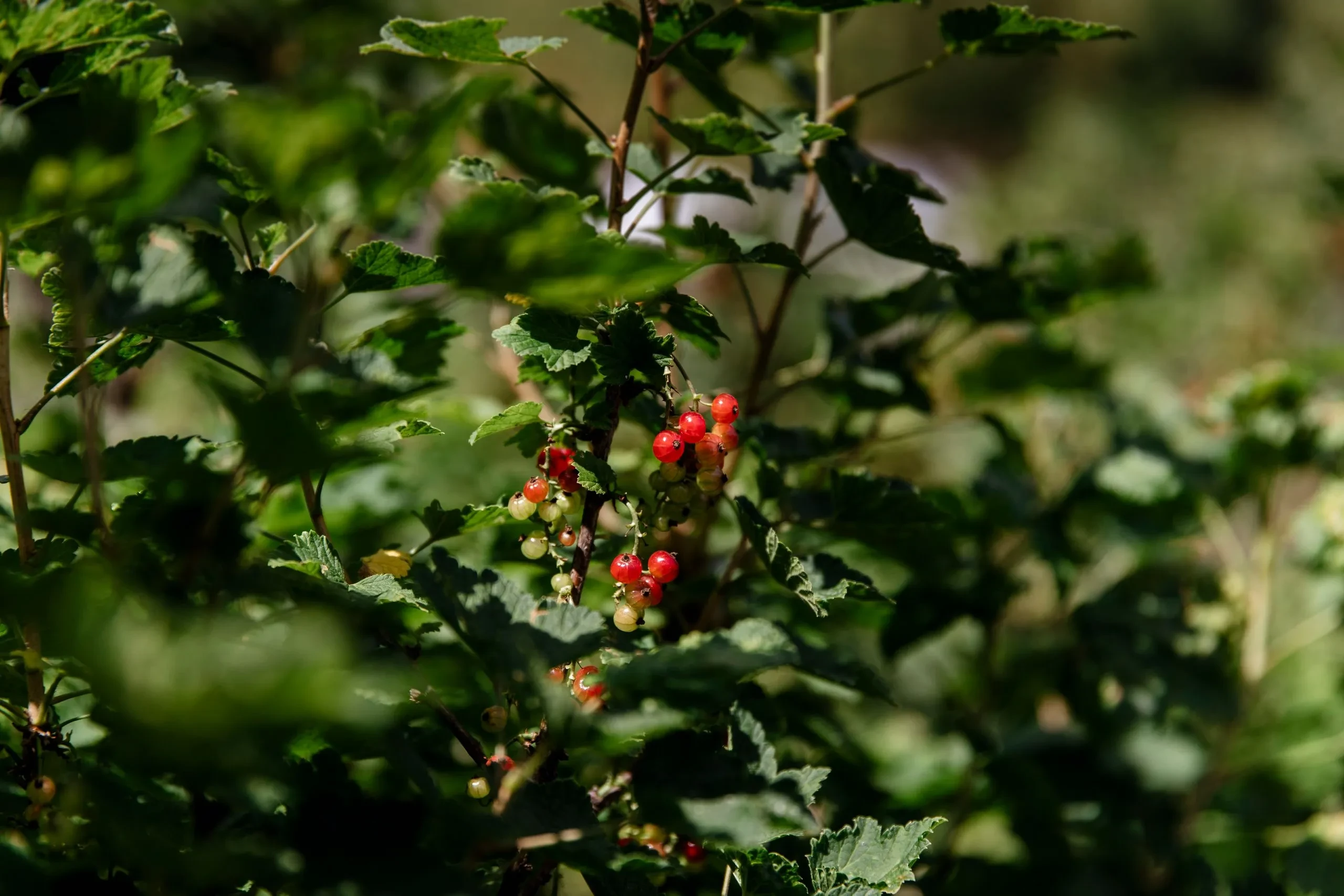 Red berries among green leaves