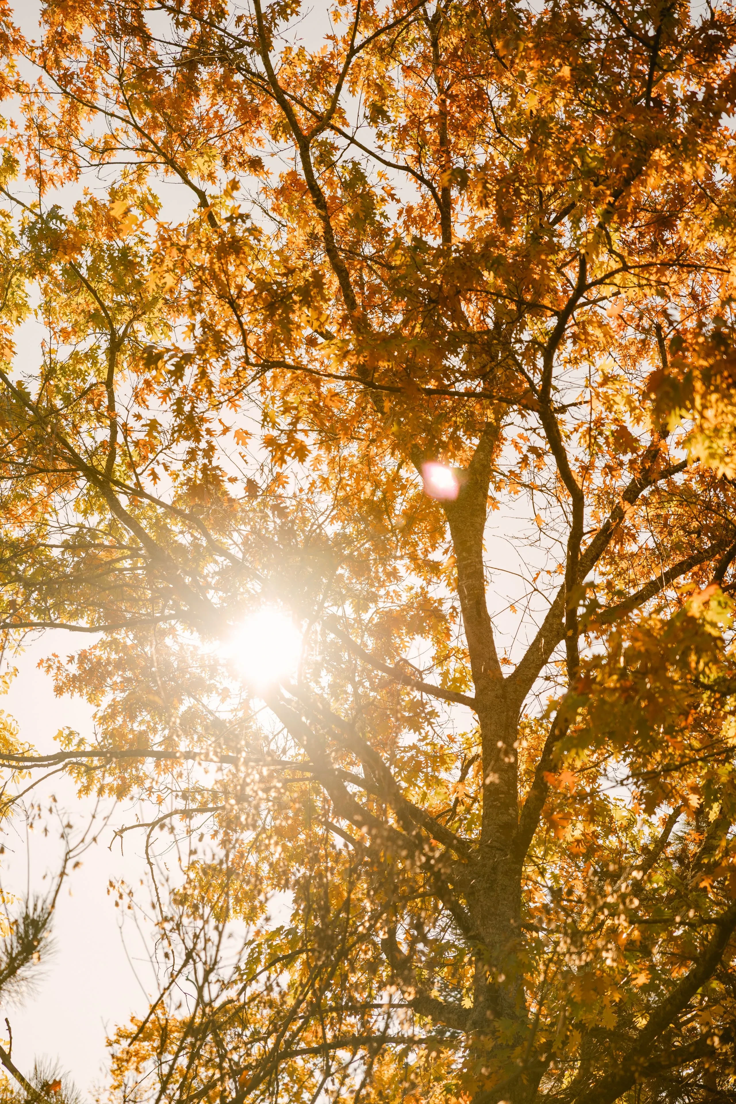 Sunlight through autumn tree branches