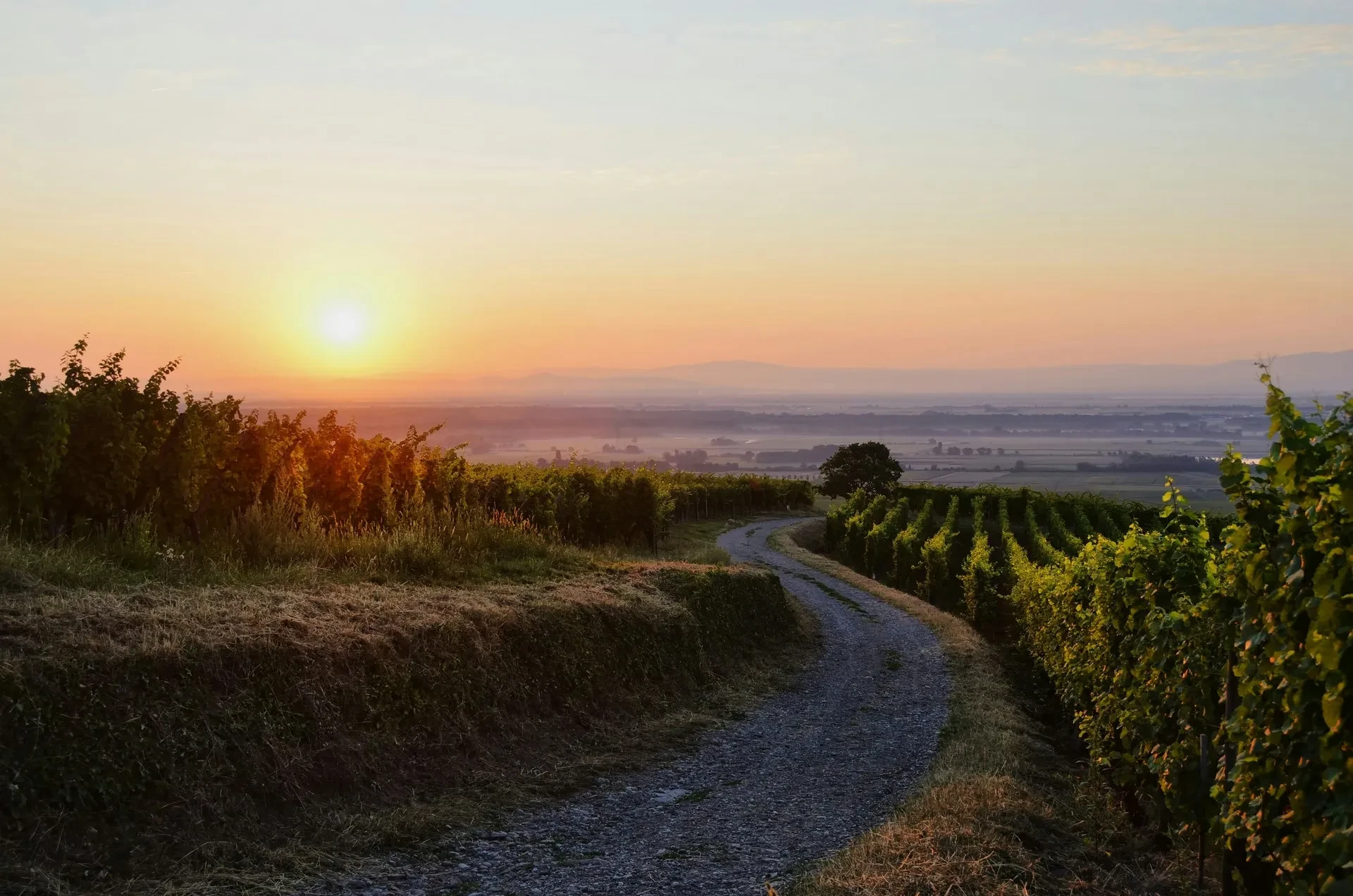 Sunset over vineyard and winding path