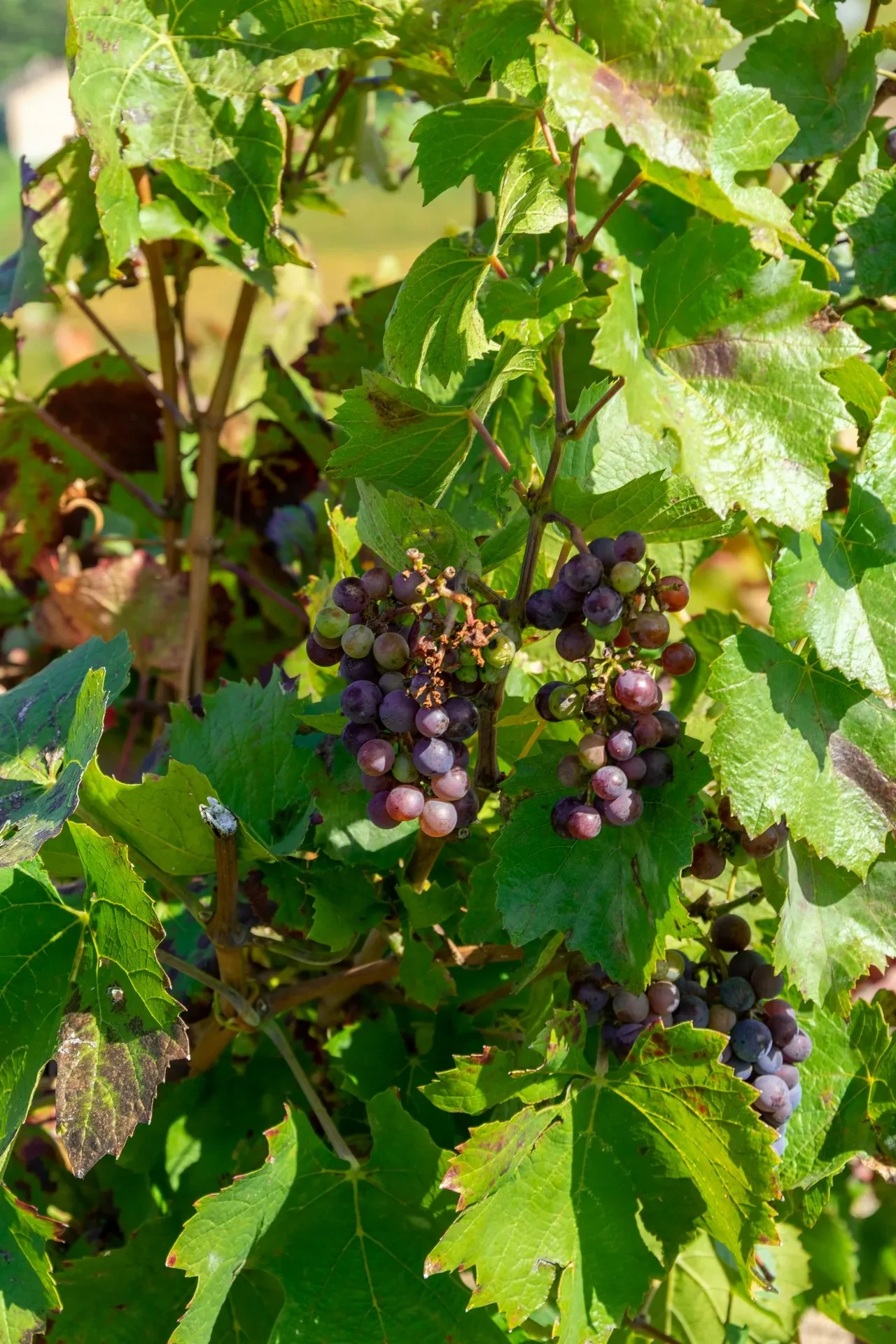 Purple grapes on a green vine